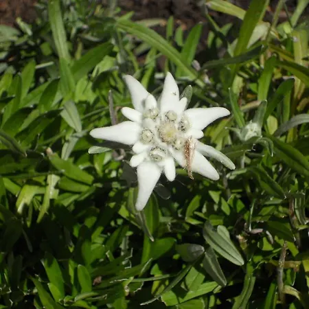 Appartement Bacher Gertrud